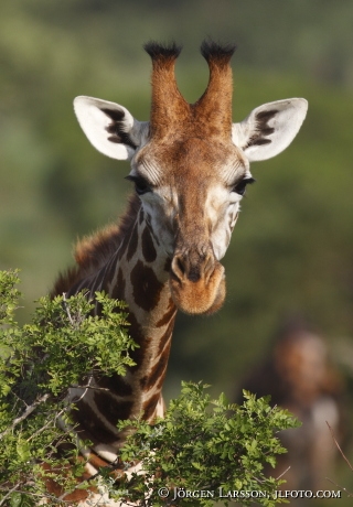 Giraffe Murchinson Nat Park UGANDA