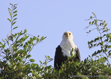 Fish Eagle Haliaeetus vocifer Uganda