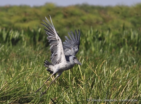 Shoebill Merchinson Nat Park Uganda