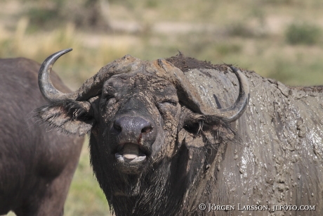 Buffalo Murchinson Nat Parka UGANDA