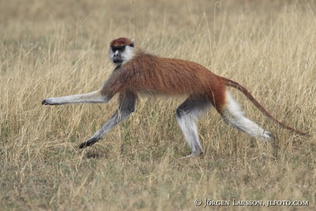 Patas Monkey Eryhrocebus patas Merchinson Uganda