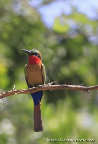 Bee-eater Uganda