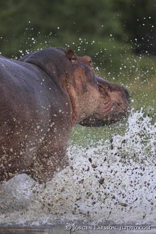 Hippopotamus Murchinson Nat Park Uganda