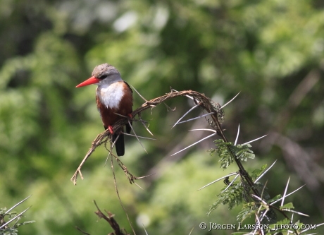 Grey-headed Kingfisher Halcyon leucocephala Uganda