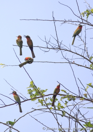 Bee-eater Uganda