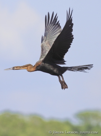 Anhinga Snakebird Uganda