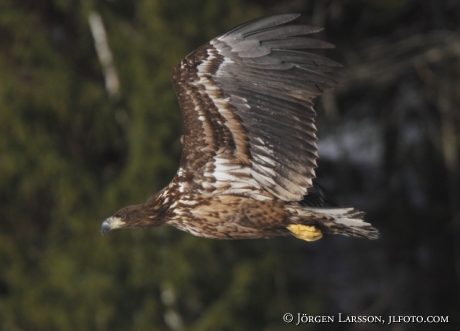 White tailed Eagle Haliaeetus albicilla Sweden