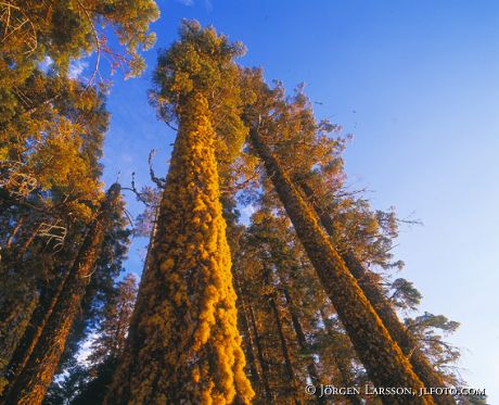 Redding California