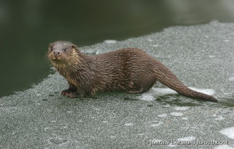 Otter