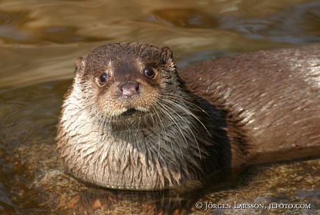 Otter