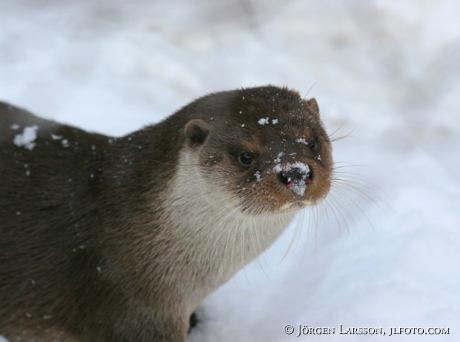 Otter