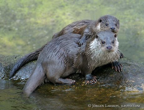 Otter