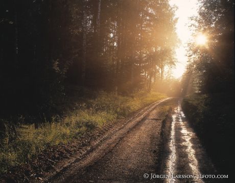 Väg höstmorgon Östergötland