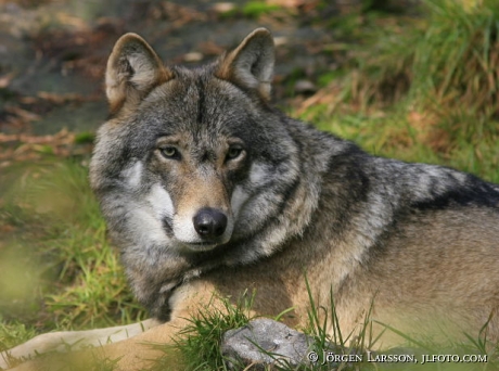 Wolf Halsingland Sweden