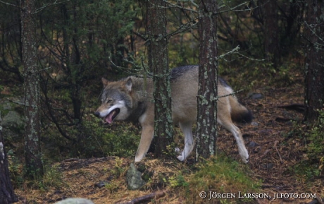 Wolf Halsingland Sweden