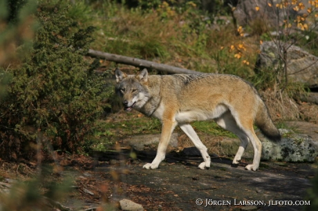 Wolf Halsingland Sweden