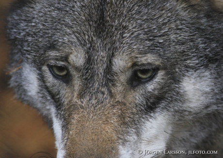 Wolf Halsingland Sweden