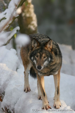 Wollf in snow