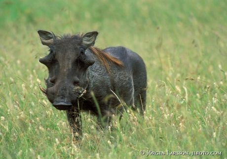 Warthog Masai Mara Kenya