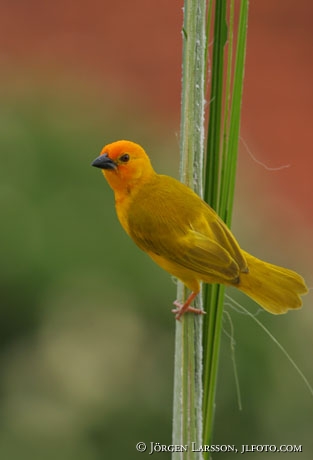 Veaverbird Kenya