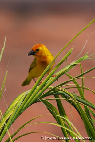 Veaverbird Kenya