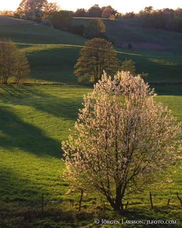 Blommande träd Vindrarp Halland