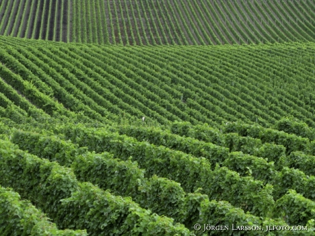 Wine Mosel Germany 
