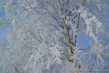 Björk vinter frost