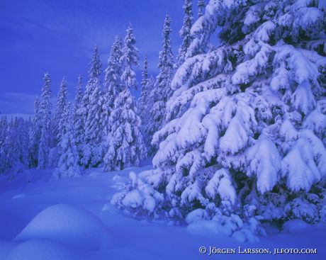 Vinterskog Slagavallen Härjedalen