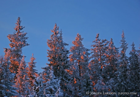 Vinterskog kvällssol Dalarna Sverige