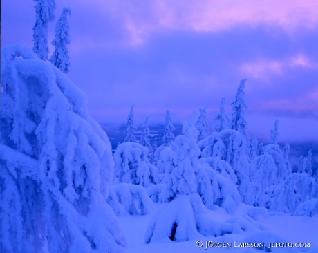 Vinterskog Lofsdalen Härjedalen