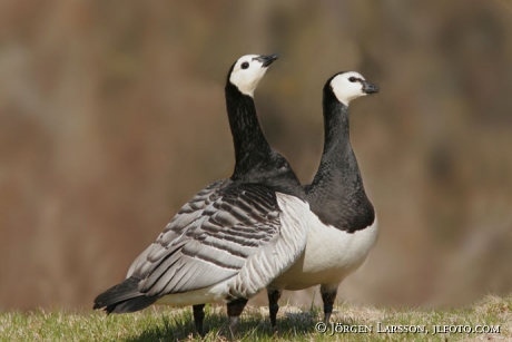 Branta leucopsis