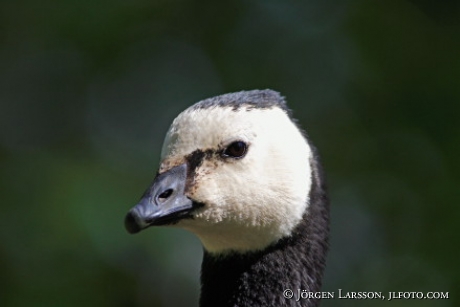 Goas Branta leucopsis