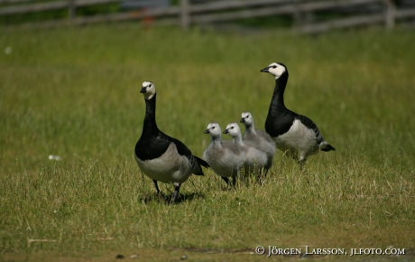 Branta leucopsis