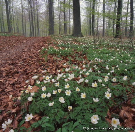 Vitsippor Bokskog Skåne