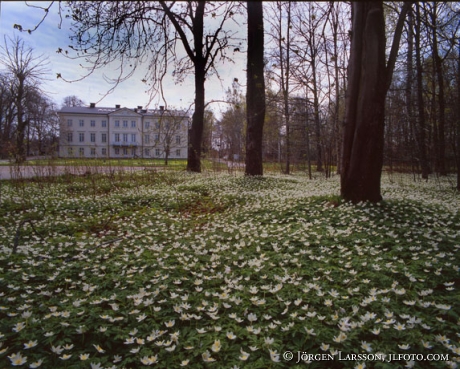 Mjälnäs Södermanland vitsippor