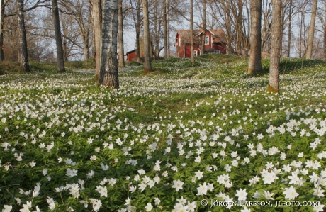 Vitsippor Västervik