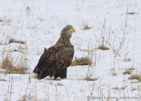 White tailed Eagle Haliaeetus albicilla Sweden