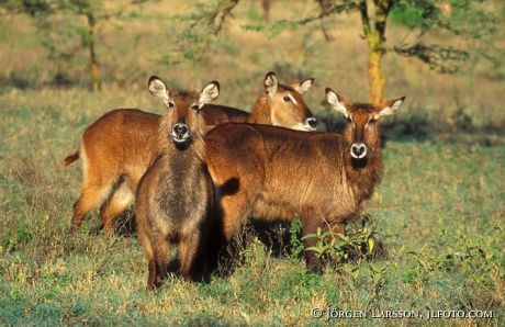 Waterbuck Lake Nakuro Kenya