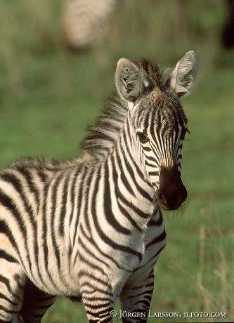 Zebra Kenya