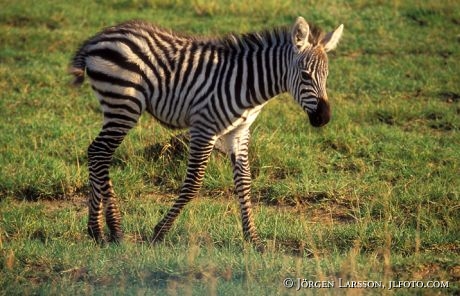 Zebra Lake Nakuro Kenya