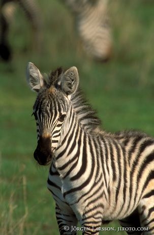 Zebra Lake Nakuro Kenya