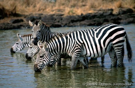 Zebra Kenya