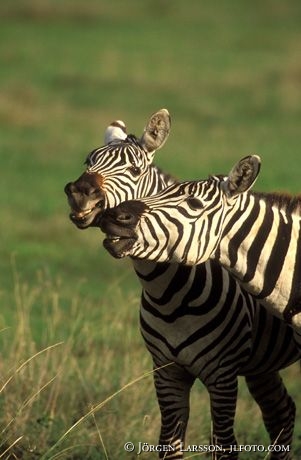 Zebra Lake Nakuro Kenya