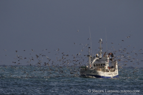 Fishingboat and seagulls