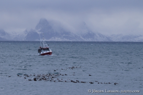 Fishingboat and Eider