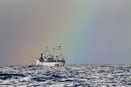 Fishingboat and Eider