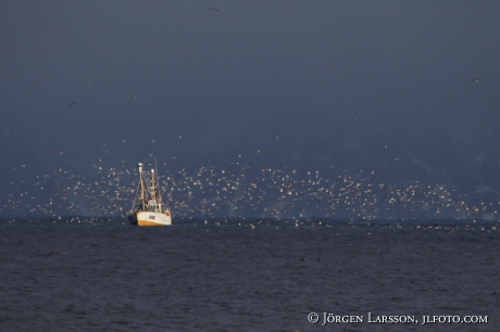 Fishingboat and seagulls