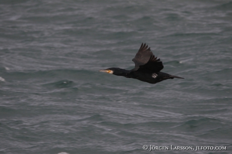 Shag Phalacrocorax aristotelis 