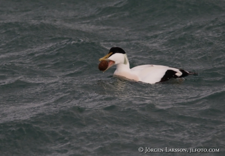 Eider  Somateria mollissima 